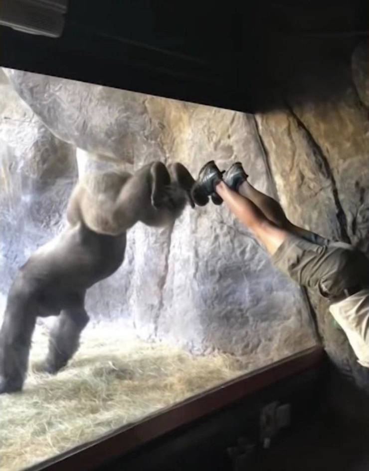 fun randoms - gorilla doing handstand