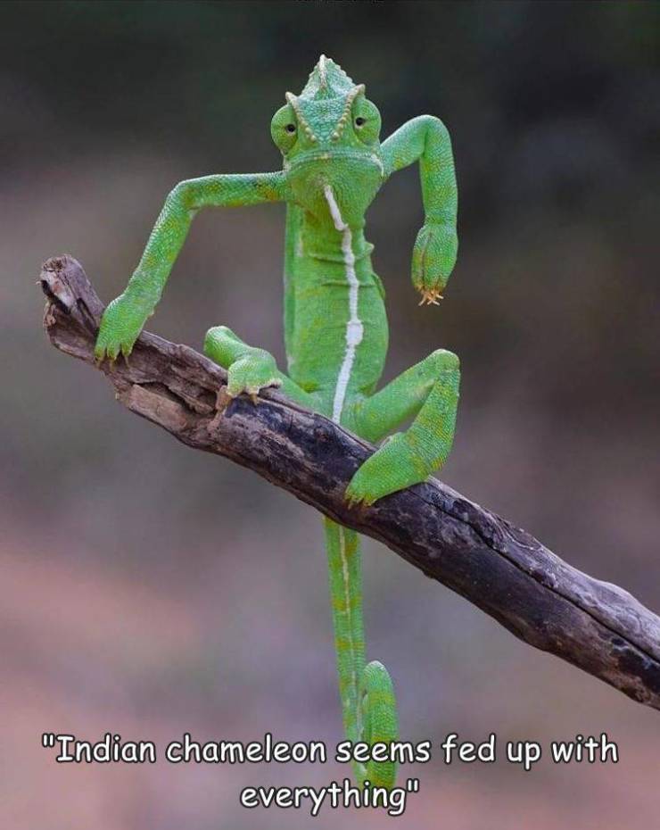 fun randoms - comedy wildlife photography awards 2021 - "Indian chameleon seems fed up with everything"