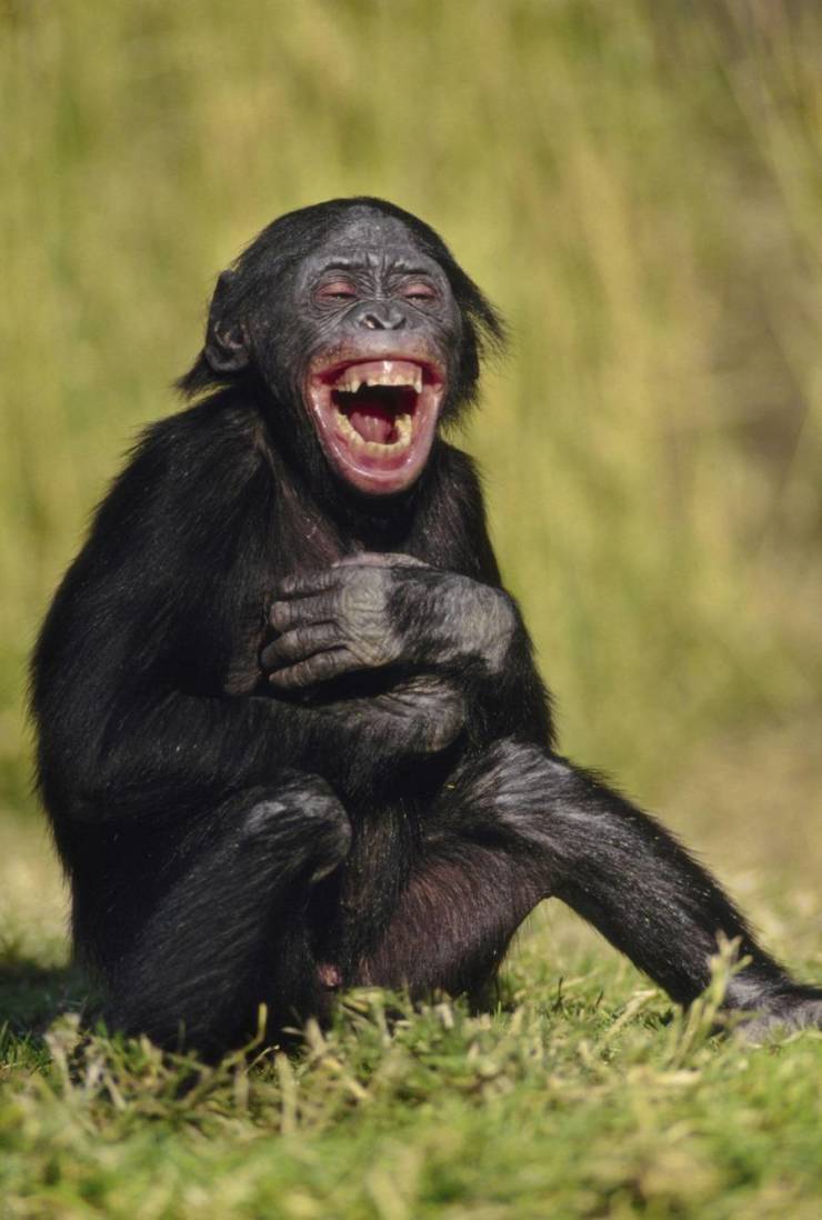 fun randoms - funny photos - monkey laughing meme