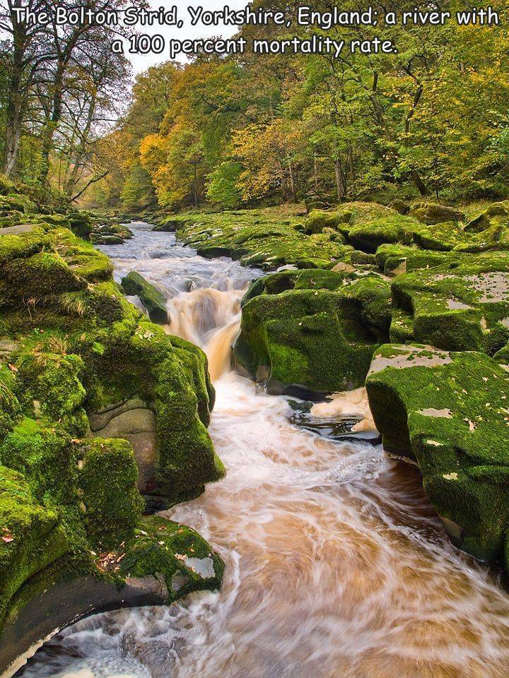 fun randoms - funny photos - the strid ancient woodland - The Bolton Strid, Yorkshire, England; a river with a 100 percent mortality rate.