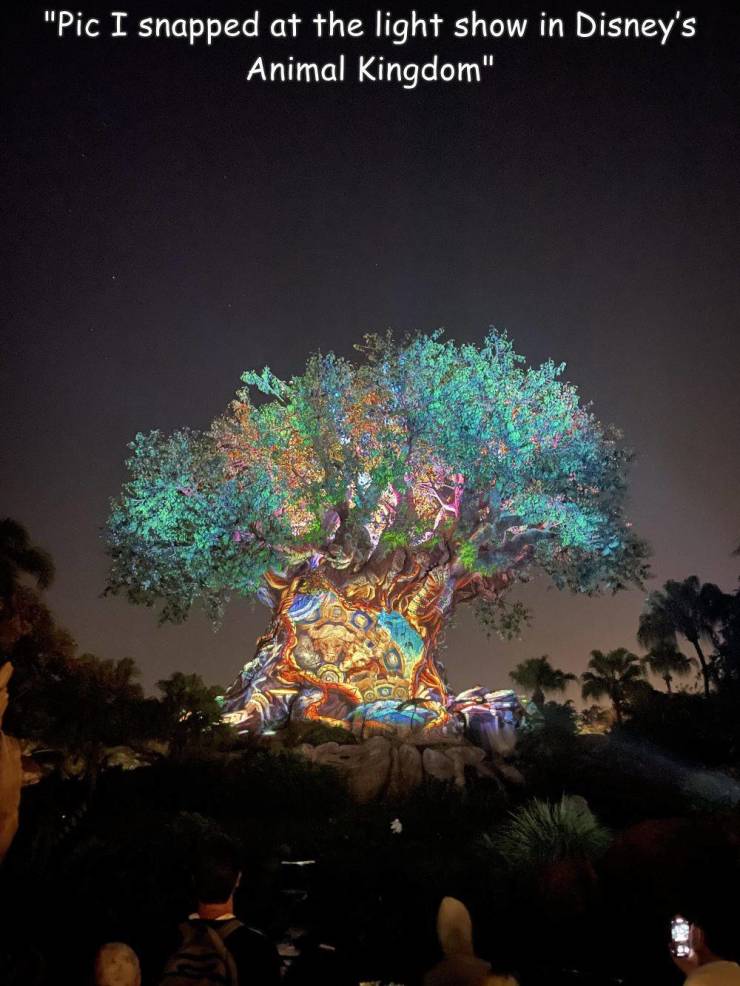 fun randoms - funny photos - nature - "Pic I snapped at the light show in Disney's Animal Kingdom"