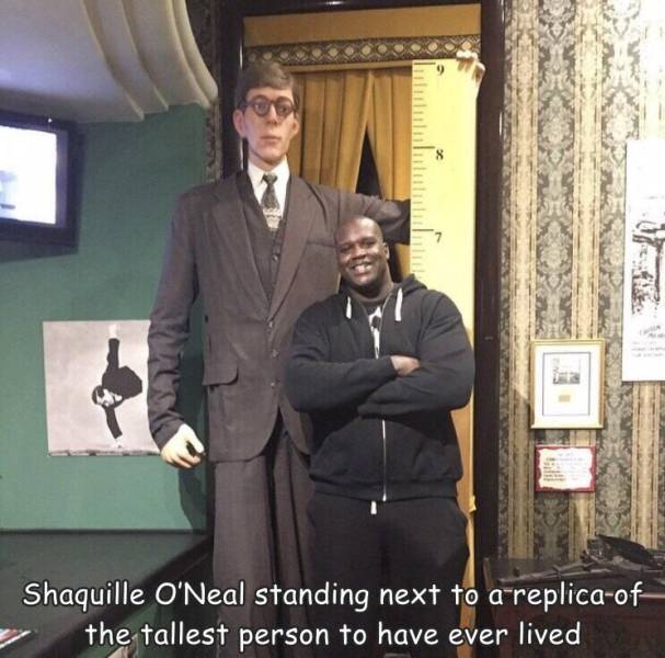 fun randoms - shaquille o neal robert wadlow - Shaquille O'Neal standing next to a replicaof the tallest person to have ever lived