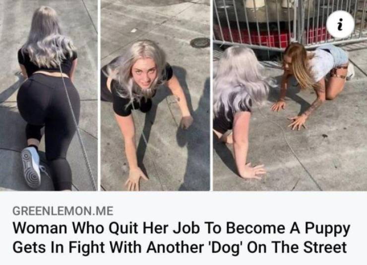 Dog - Un Greenlemon.Me Woman Who Quit Her Job To Become A Puppy Gets In Fight With Another 'Dog' On The Street