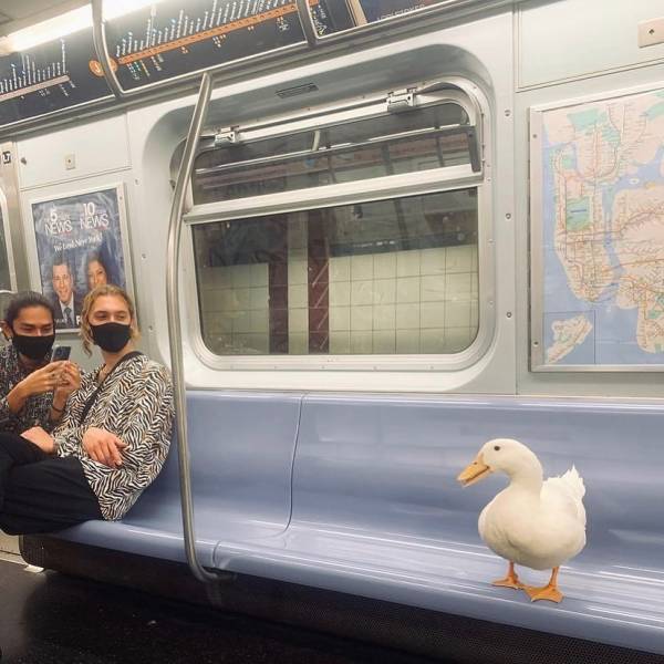 fun randoms - funny photos - she took the midnight train going anywhere duck - 5 News News