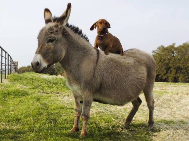 fun randoms - funny photos - dog on donkey