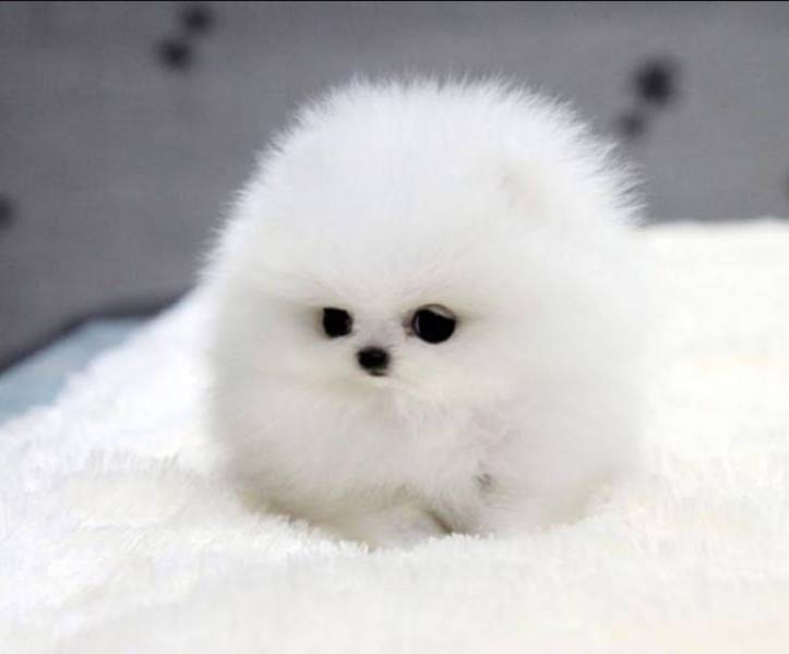 fun randoms - funny photos - snowball puppy