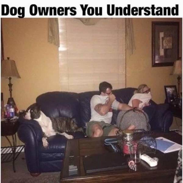 room - Dog Owners You Understand
