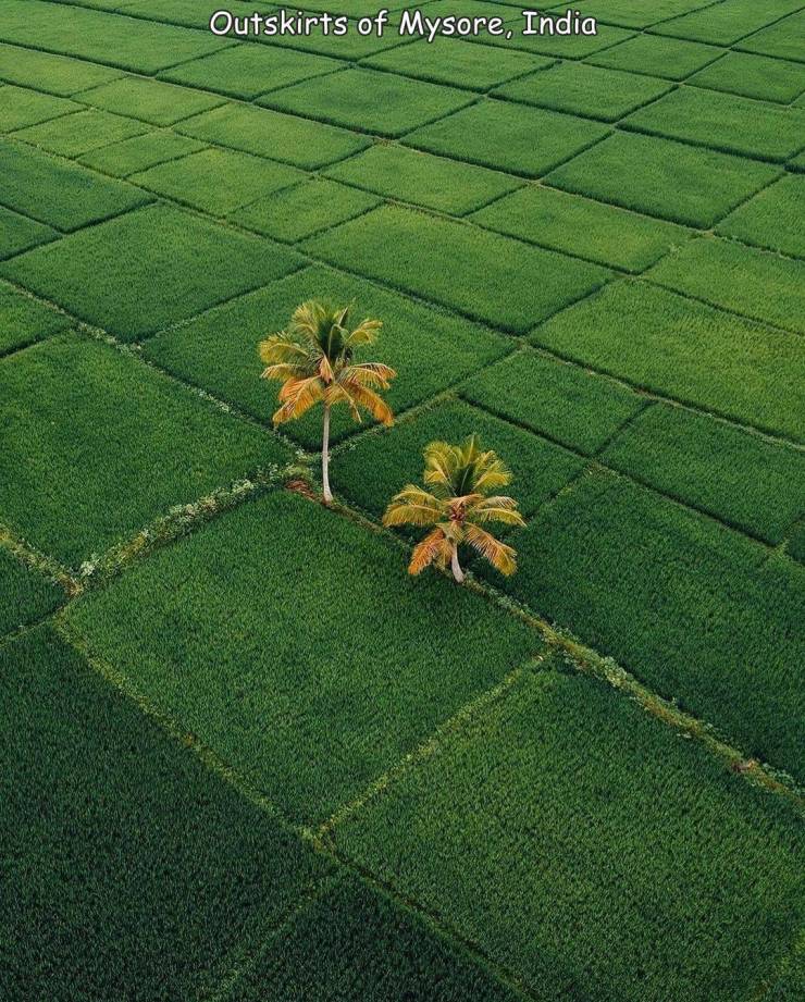 grass - Outskirts of Mysore, India
