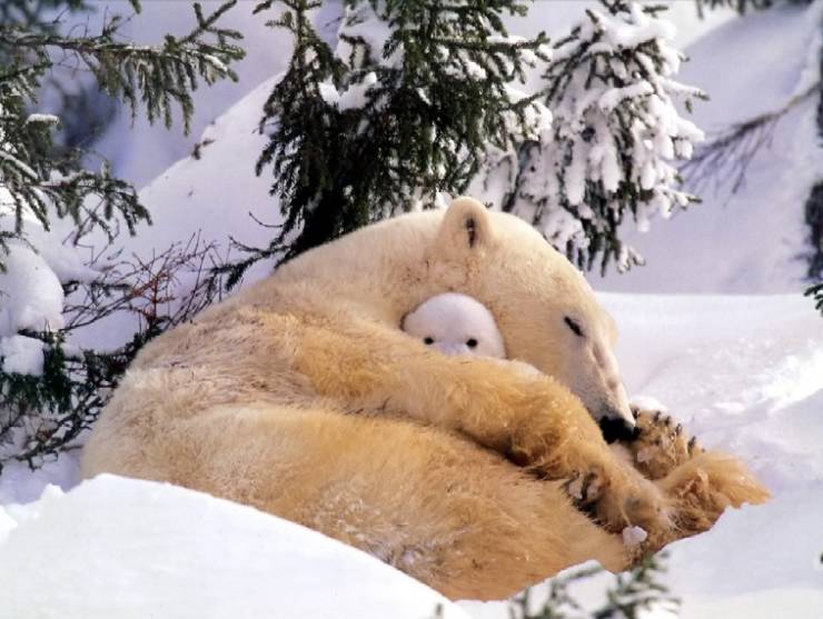 fun randoms - polar bear cuddles