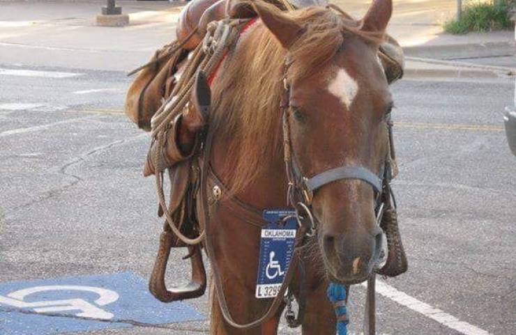 fun randoms - handicap horse parking - Orlanova Turi & L329