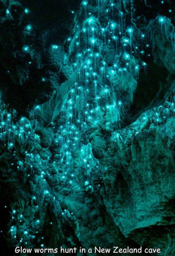 fun randoms - underwater - Glow worms hunt in a New Zealand cave