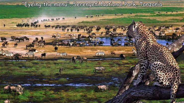 serengeti migration - "Eyeing the menu", Serengeti National Park, Tanzania