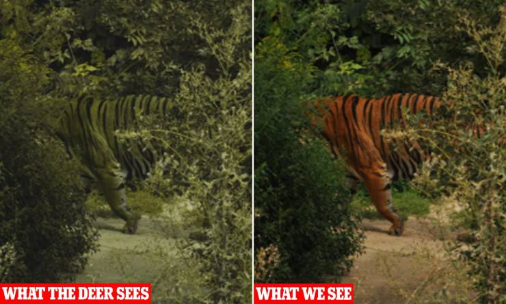 does a tiger see - What The Deer Sees What We See