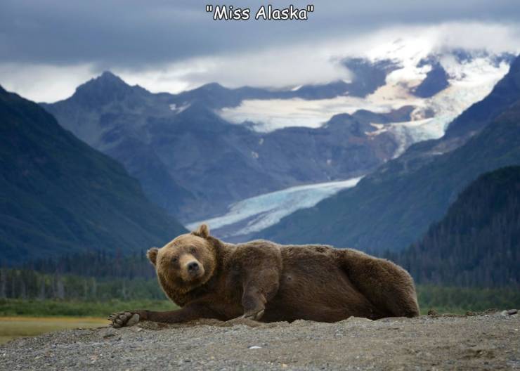 funny bear poses - "Miss Alaska"