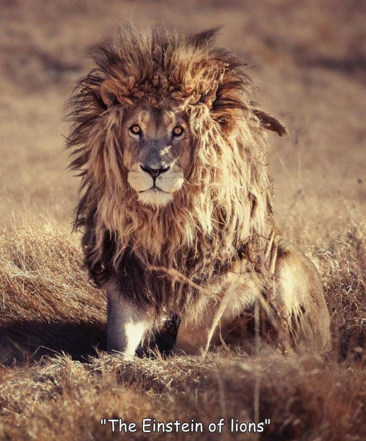 Glen Garriff Conservation - "The Einstein of lions"