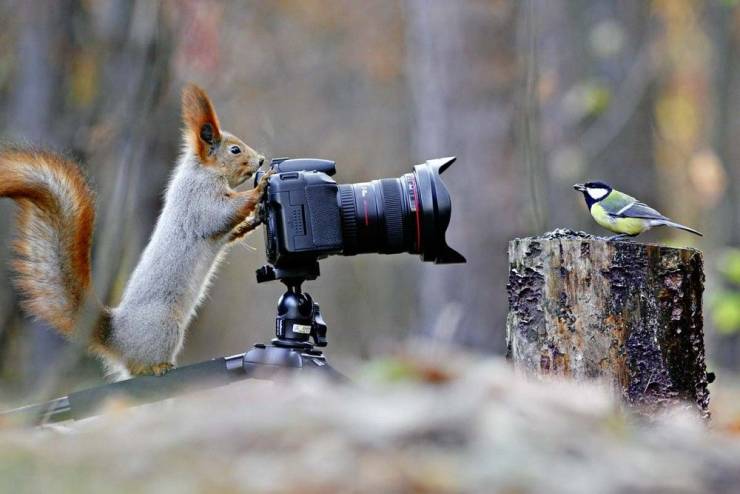 cool pics - squirrel photographer