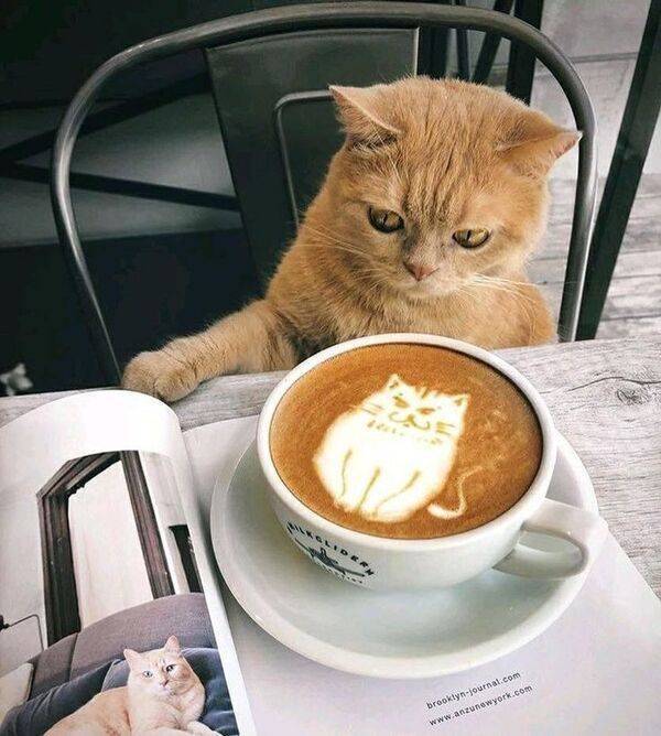 cool pics - cat coffe - brooklynjournal.com