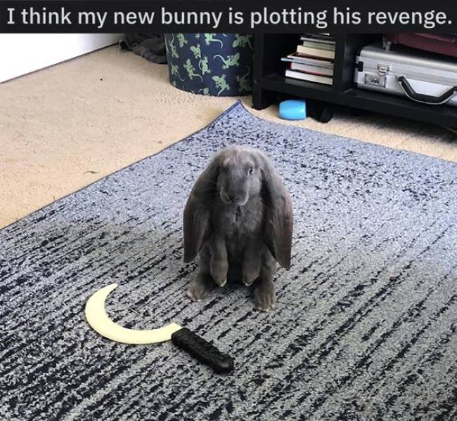 cool pics - fauna - I think my new bunny is plotting his revenge.