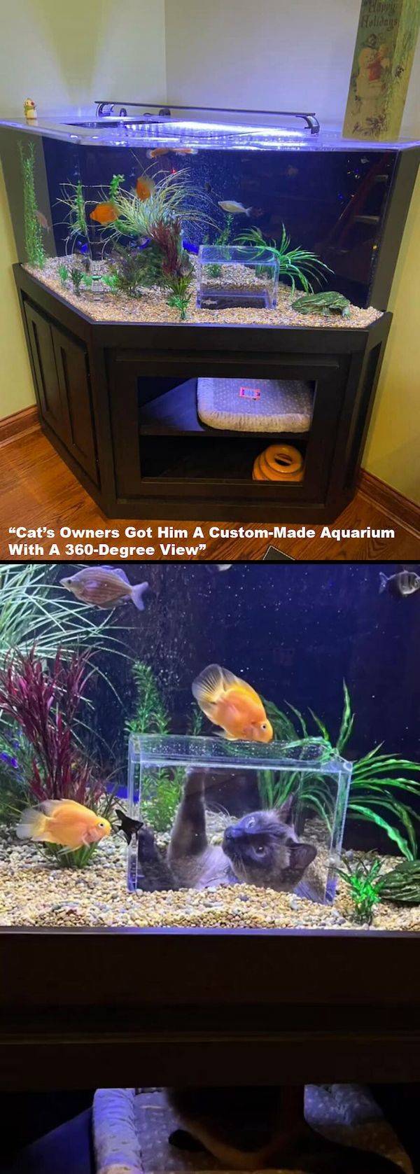 cool pics - aquarium - Holidays 1 "Cat's Owners Got Him A CustomMade Aquarium With A 360Degree View"