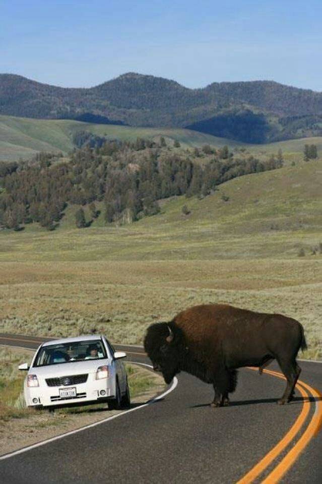 cool random pics - buffalo size comparison