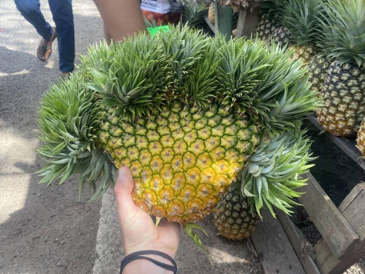 fun randoms - cool photos -  ananas