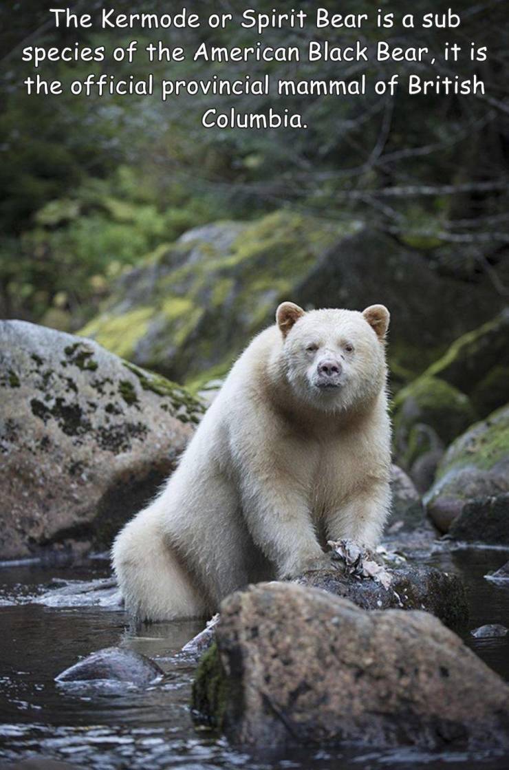 fun randoms - fascinating photos - Kermode bear - The Kermode or Spirit Bear is a sub species of the American Black Bear, it is the official provincial mammal of British Columbia.