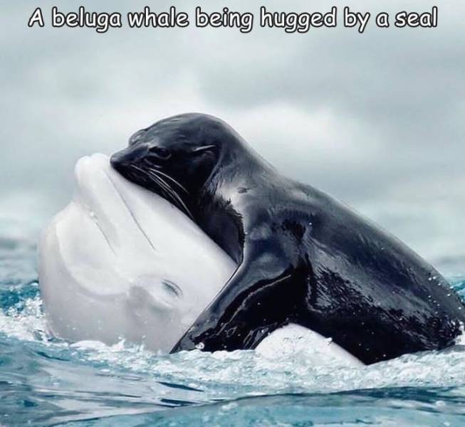 fun randoms - beluga whale and seal - A beluga whale being hugged by a seal