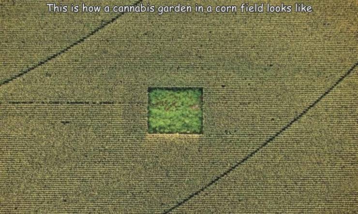 fun randoms - field - This is how a cannabis garden in a corn field looks