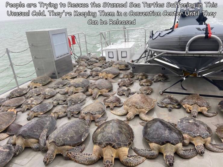 fun randoms - texas sea turtles cold - People are Trying to Rescue the stunned Sea Turtles Suffering in This Unusual Cold. They're Keeping Them in a Convention Center Until They Can be Released Willare 010