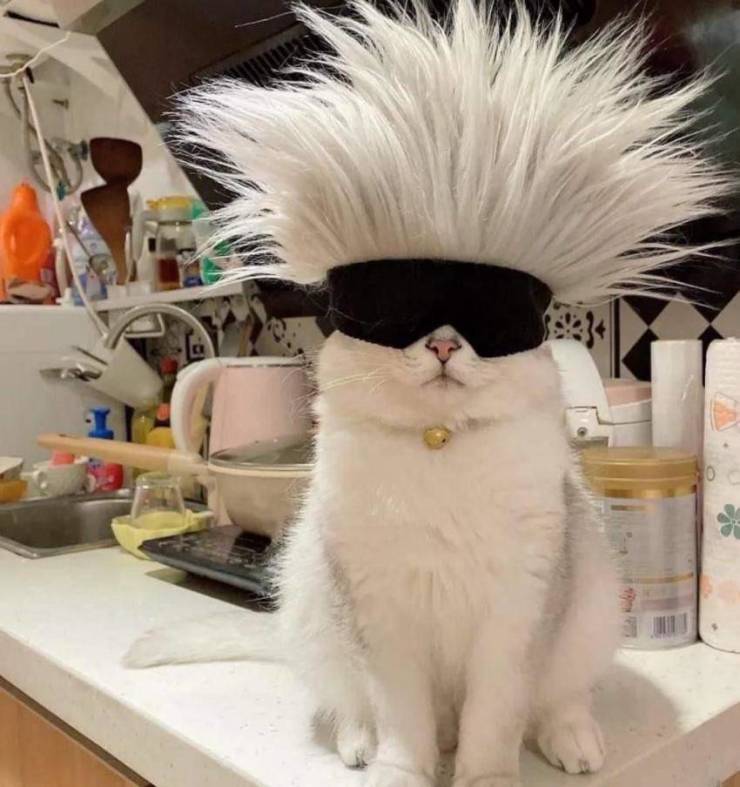 fun randoms - blindfolded cat - 0