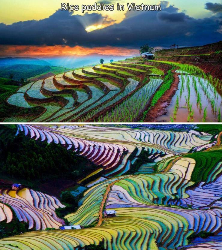 fun randoms - terrace rice fields - Rice paddies in Vietnam