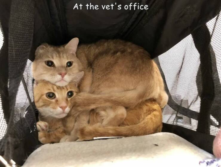 fun randoms - 2 cats meme - At the vet's office