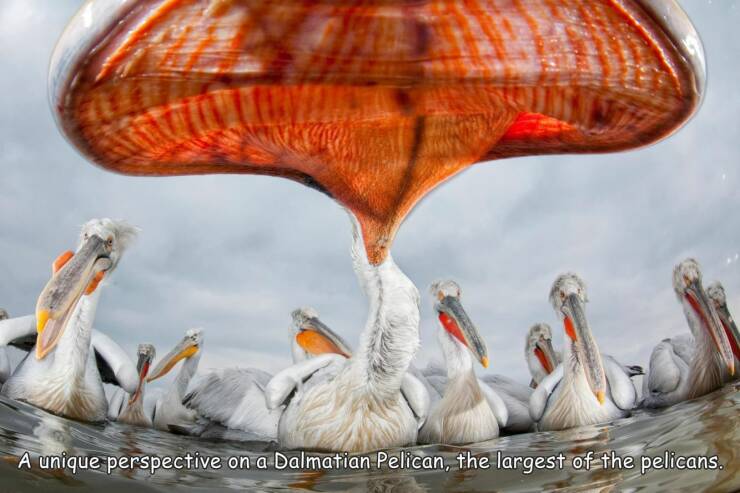 fun rnadoms - dalmatian pelican - A unique perspective on a Dalmatian Pelican, the largest of the pelicans.
