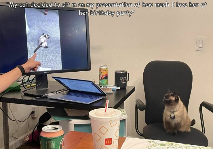 fun randoms - funny photos - pet - "My cat decided to sit in on my presentation of how much I love her at her birthday party Vision Dull m