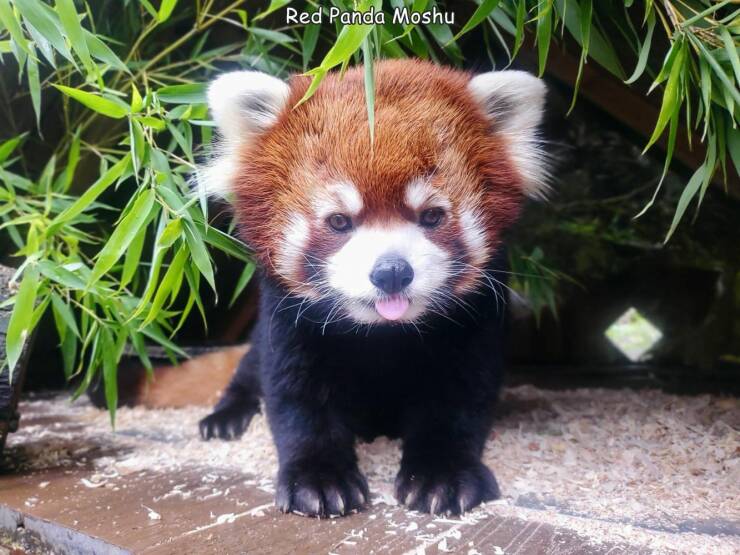 fun randoms - funny photos - red panda - Red Panda Moshu