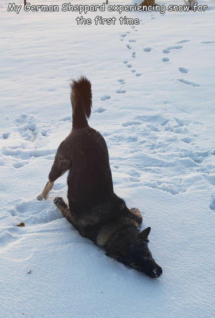 fun randoms - funny photos - dog - My German Sheppard experiencing snow for the first time