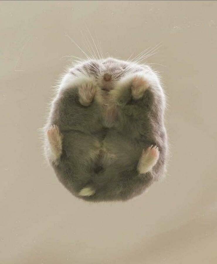 funny photos - hamster against glass