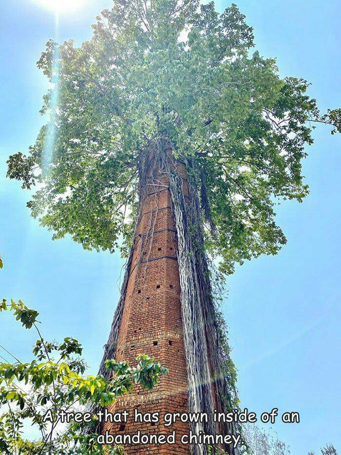 fun randoms - funny photos - banyan tree growing in chimney - A tree that has grown inside of an abandoned chimney.