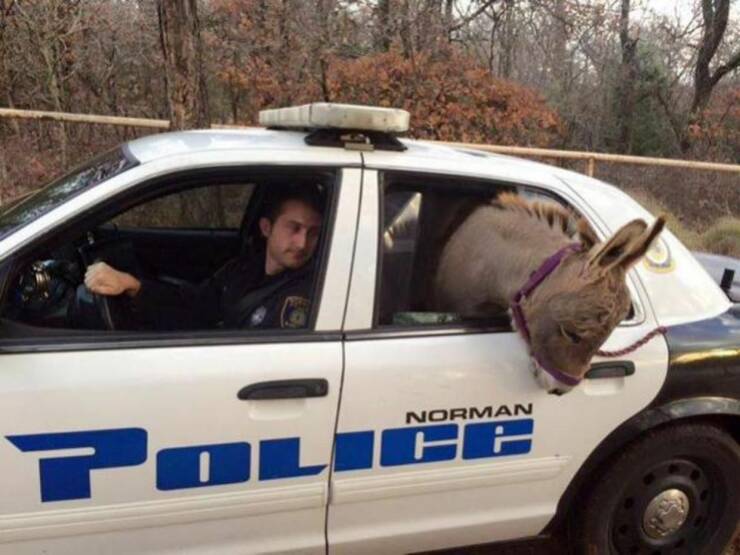random pics - police donkey - Norman H Tol