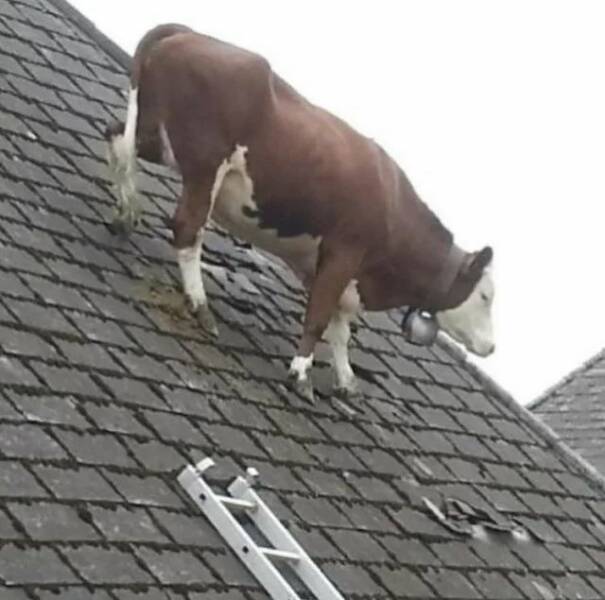 random pics - cow on a roof