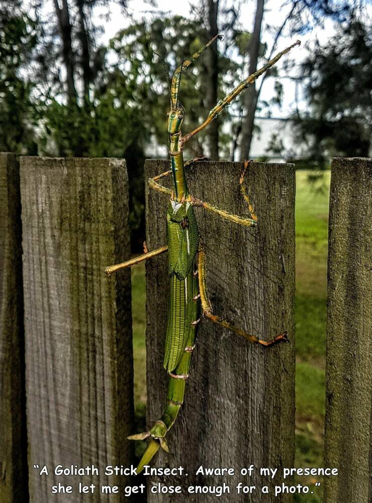 random pics - austrilian scary animals - "A Goliath Stick Insect. Aware of my presence she let me get close enough for a photo."