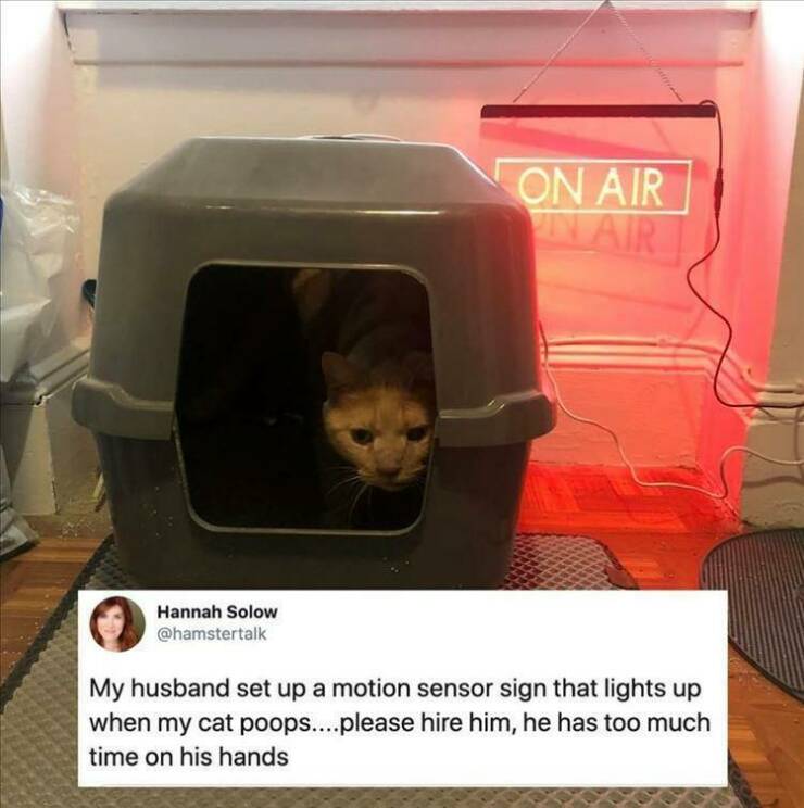 random pics - my husband set up a motion sensor sign that lights up when my cat poops - On Air Airi Hannah Solow My husband set up a motion sensor sign that lights up when my cat poops....please hire him, he has too much time on his hands