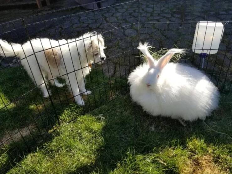 random pics - domestic rabbit