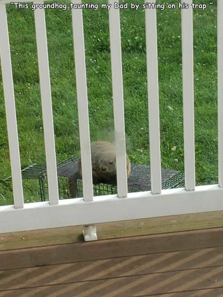 fun randoms - funny photos - picket fence - "This groundhog taunting my Dad by sitting on his trap."