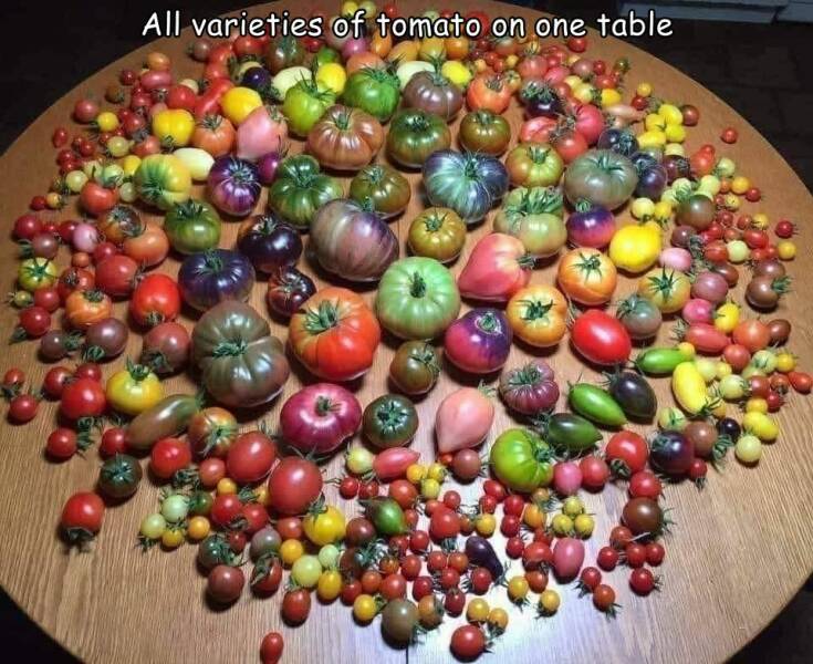 cool and interesting photos - 500 types of tomatoes - All varieties of tomato on one table