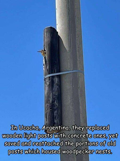 Random Pictures and Images - In Ucacha, Argentina, they replaced wooden light posts with concrete ones, yet saved and reattached the portions of old posts which housed woodpecker nests.