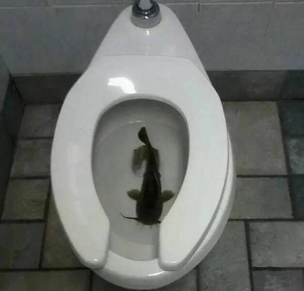 daily dose of randoms - big fish in toilet