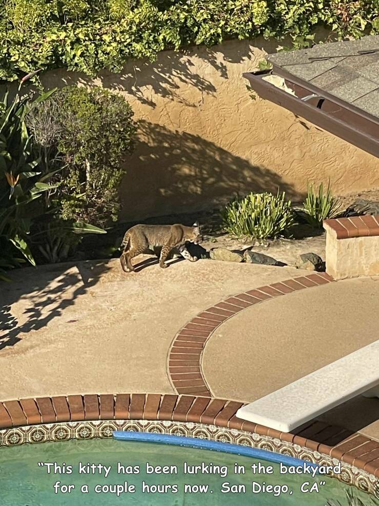 daily dose of randoms - walkway - "This kitty has been lurking in the backyard for a couple hours now. San Diego, Ca" Ye