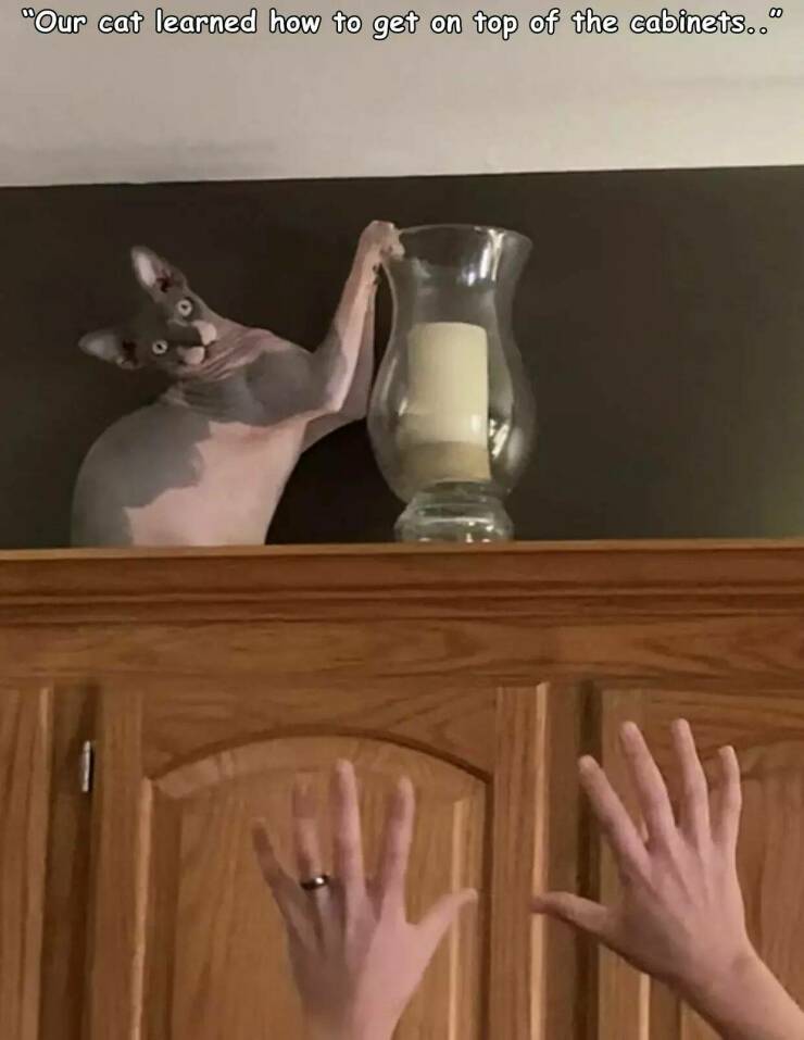 daily dose of randoms - woo - "Our cat learned how to get on top of the cabinets.."