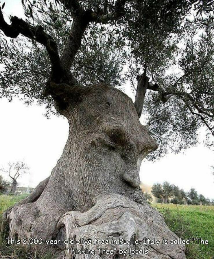 daily dose of randoms - kentpark - This 2,000yearold olive tree in Puglia, Italy is called "The Thinking Tree" by locals